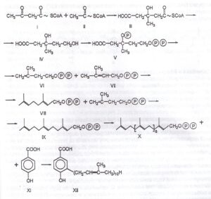 Synteza 4-hydroksy 3-poliprenylo benzoesanu