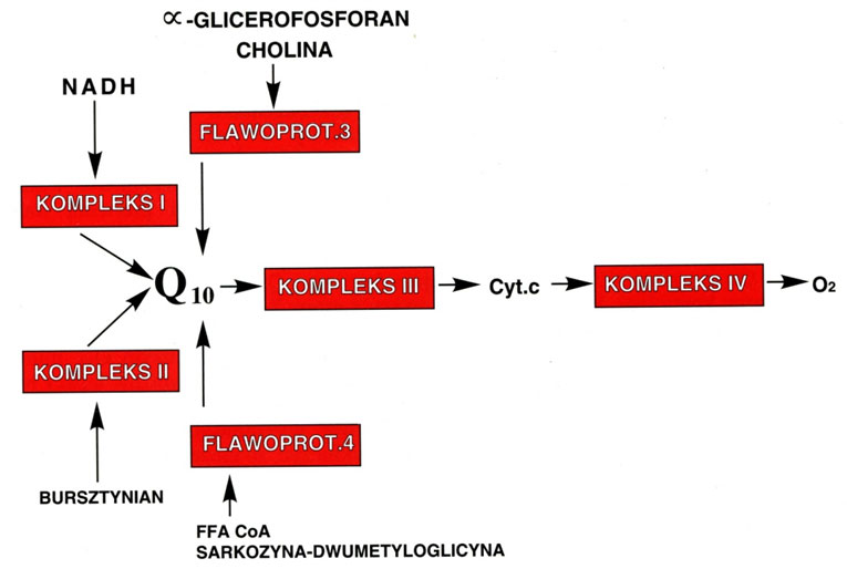 Zmodyfikowany schemat mitochondrialnego łańcucha oddechowego, Q10